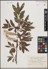 Foto von Salix dasyclados Wimm.